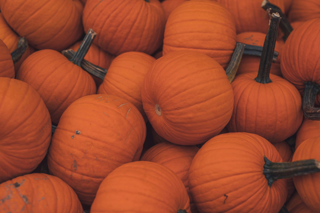 CMYK-Pumpkins at Anderson Orchard in Mooresville NATALIE BRUNINI THE DEPAUW