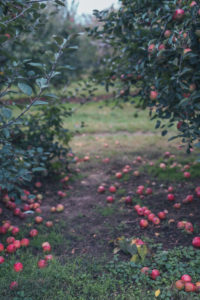 CPYK -The trees at Anderson Orchard in Mooresville where students can go apple picking NATALIE BRUNINI THE DEPAUW