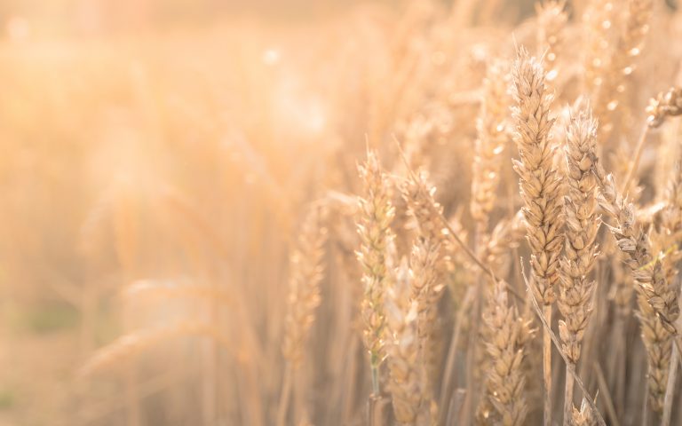 Farming is Changing Hands: ‘Farmers for America’ Screening and the Growing Generational Gap in Farming