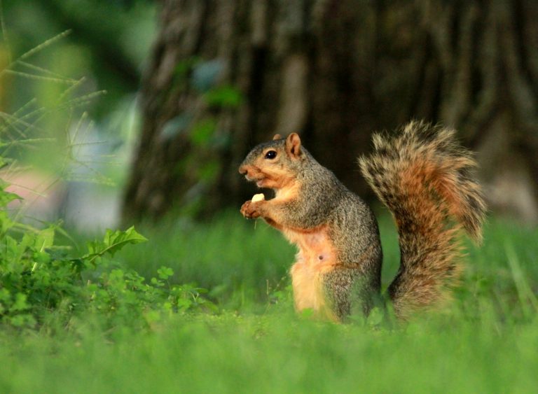 Squirrels of DePauw