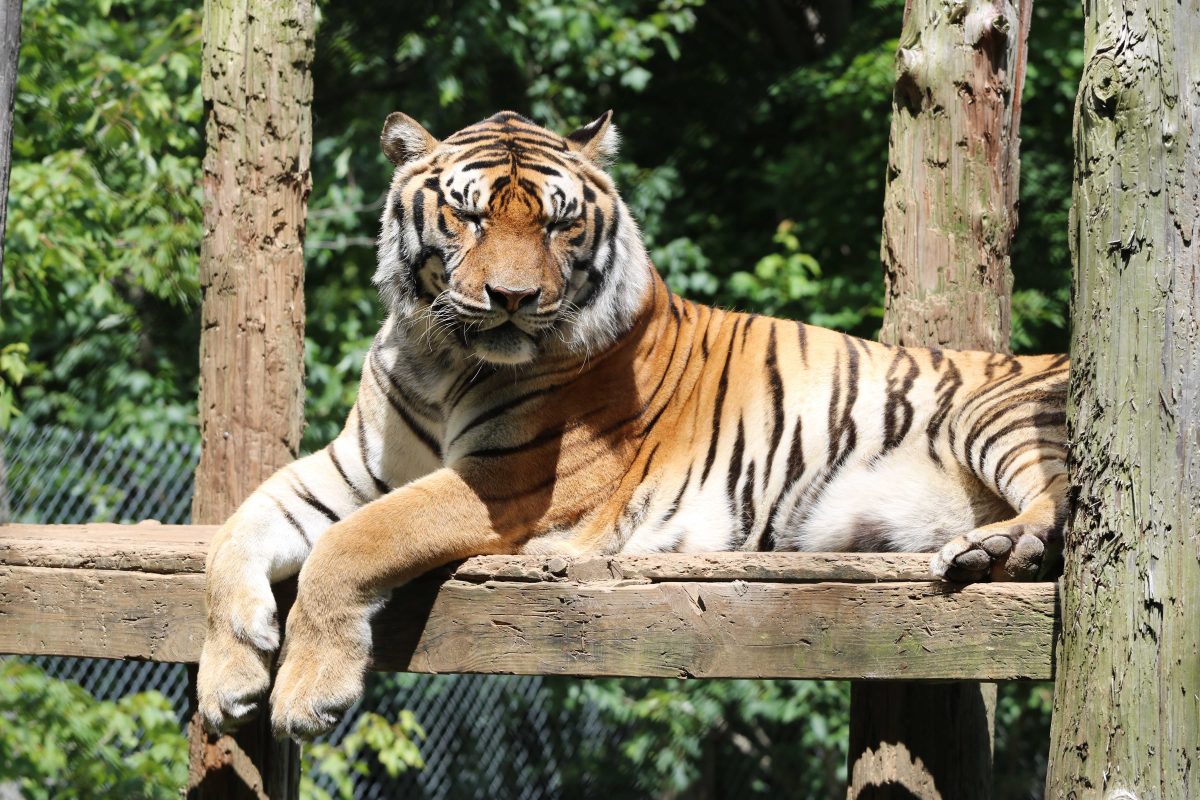 Be a real tiger fan