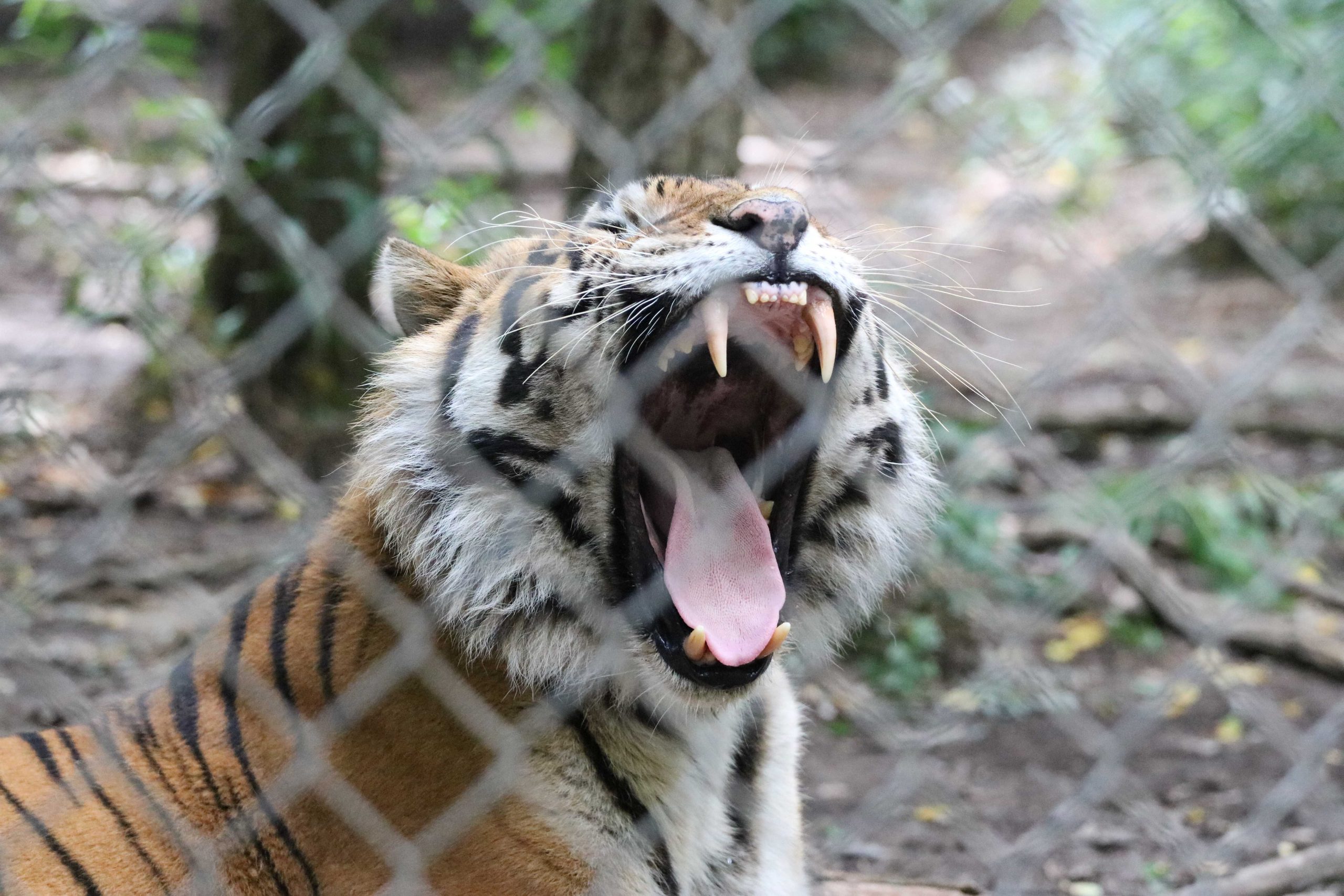 The wild is closer than it appears