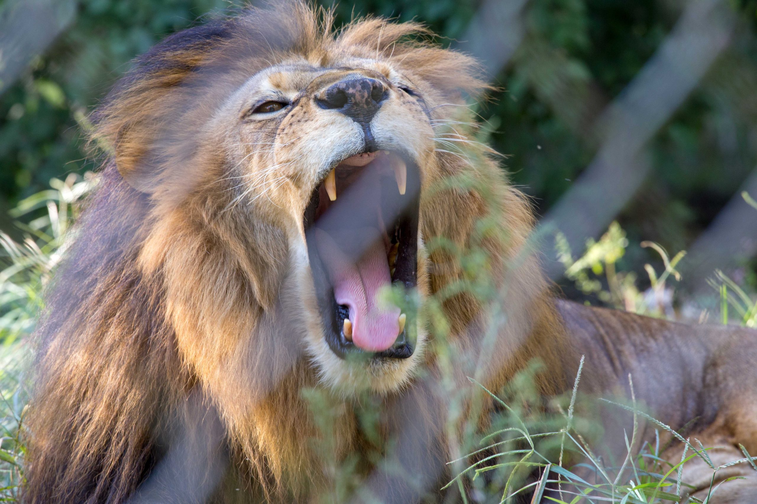 The wild is closer than it appears
