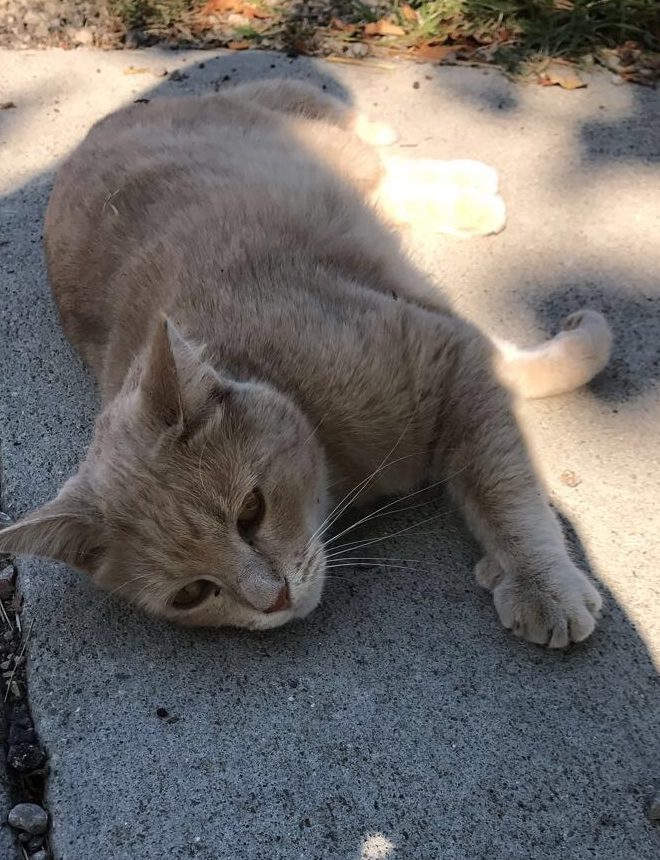 Campus Cats and Where To Find Them