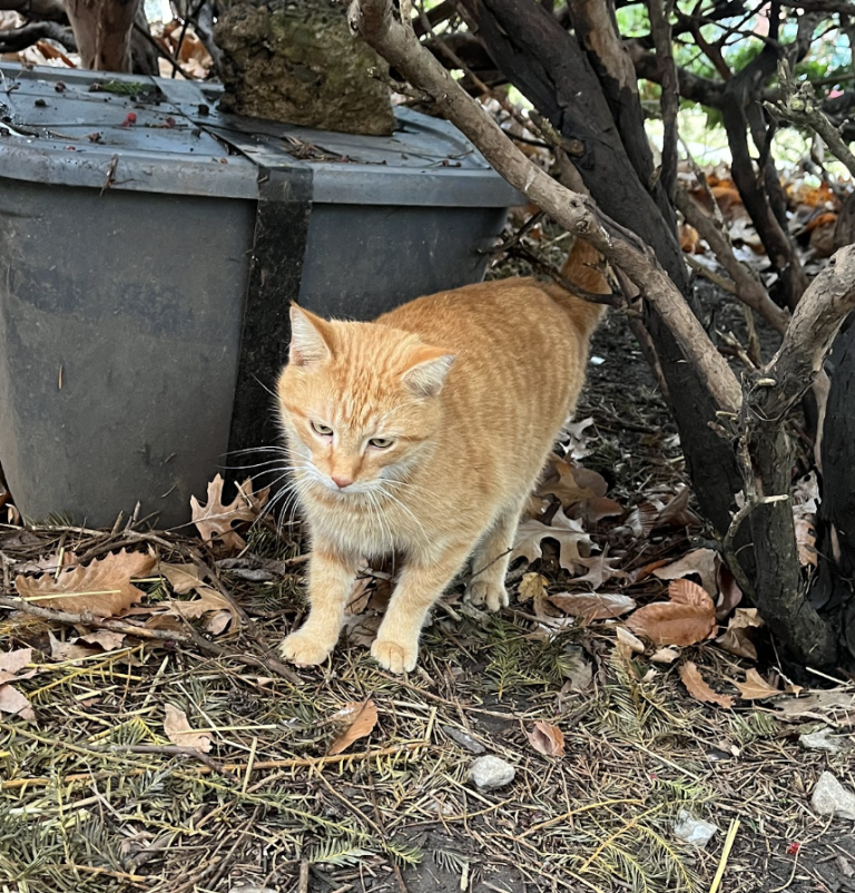 Pets of DePauw: Bishop