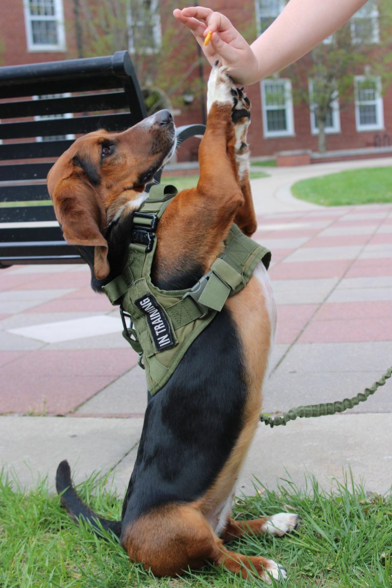 Pets of DePauw: Maggie, the Mac ‘n Cheese Thief