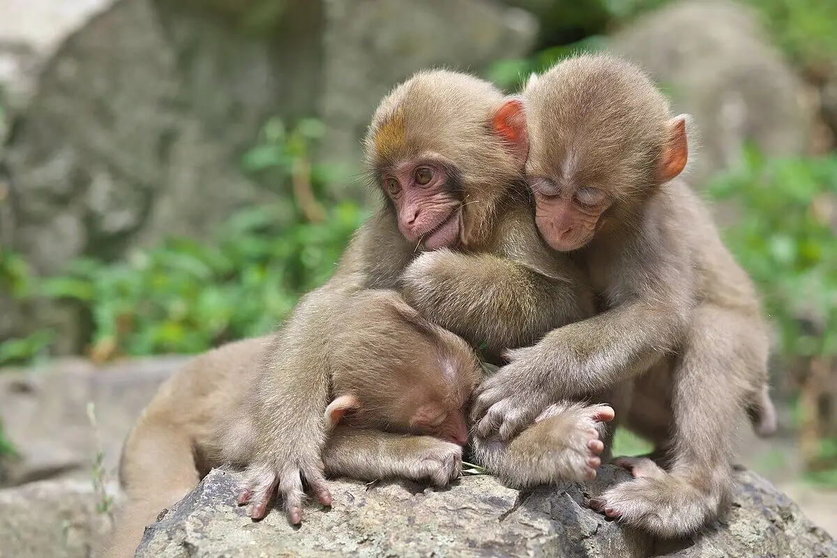 Photo courtesy of Animalia